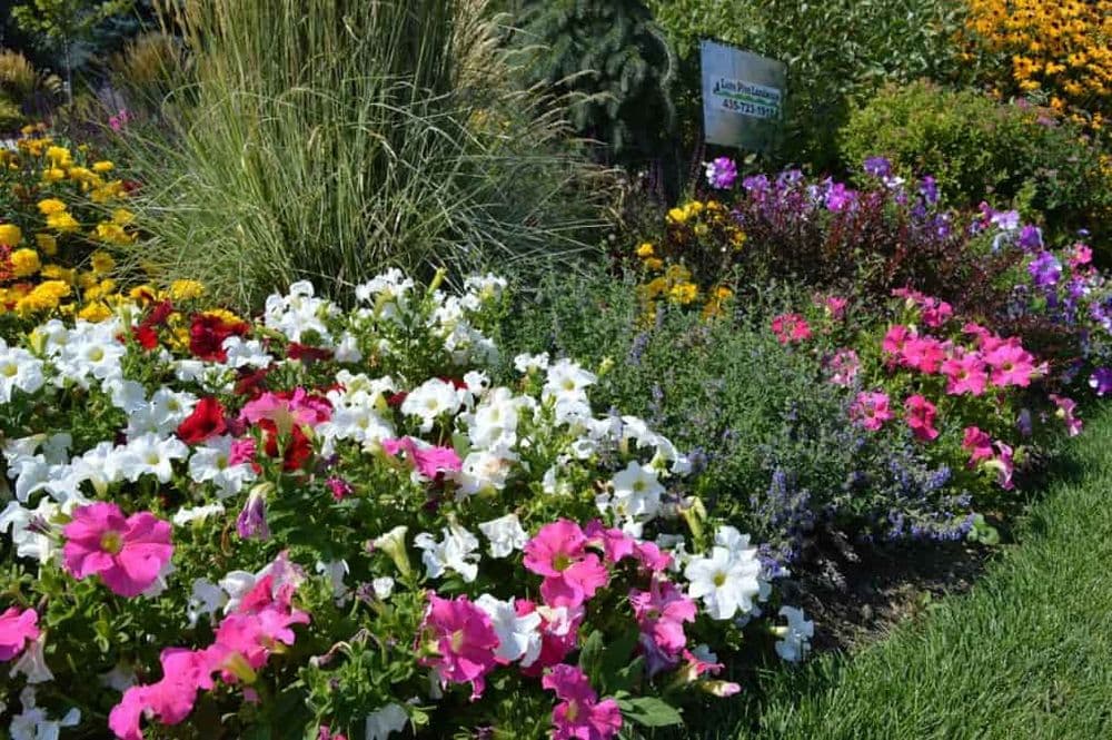 Vibrant garden with colorful petunias and various flowers in bloom.
